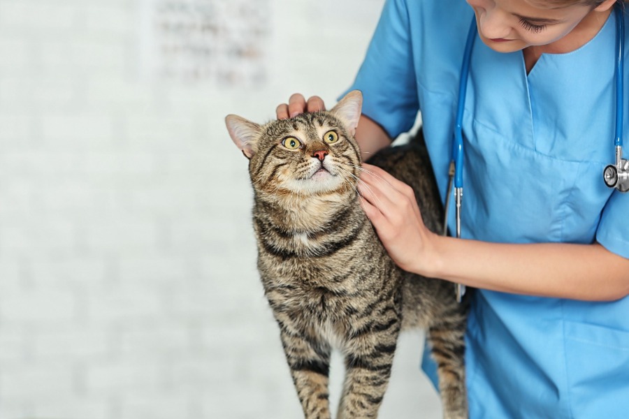 wellness-exams Veterinarian with a tabby cat